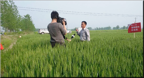 阜南小麦长势好，安徽三农来报道