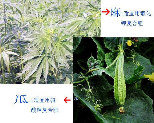 分辨茄子视频网站在线观看与氯化钾复合肥