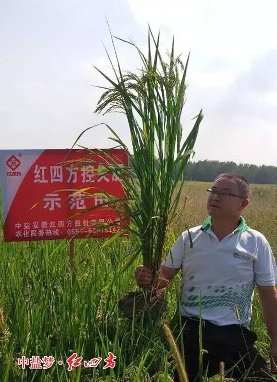 安徽肥东白龙经销商戴本冲站在茄子视频破解版控失肥的示范田里，举起手中的水稻，瞧，这水稻长势真不错，控失肥的效果杠杠滴！