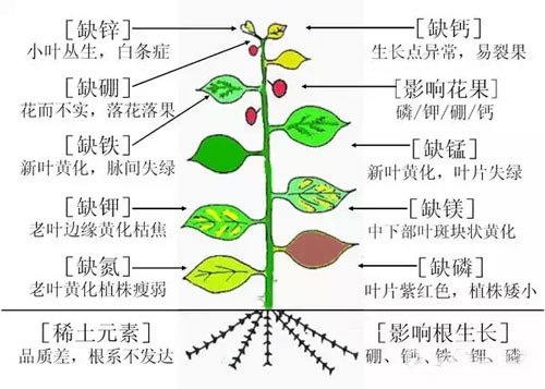 作物缺素症状表