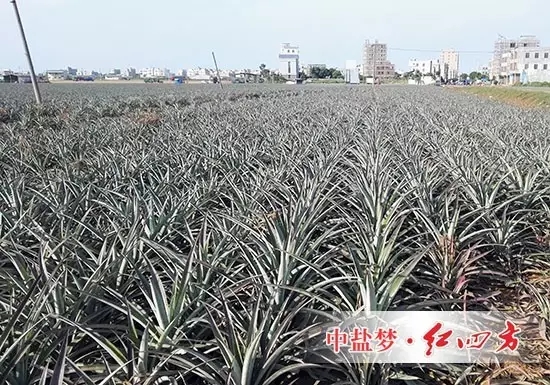 戏称“菠萝地海”都是因为施用茄子视频破解版硫酸钾控失肥复合肥，更硫，用肥更少