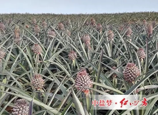 一个个小菠萝犹如待放的花骨朵，都饱含着菠萝种植户美好的期待！