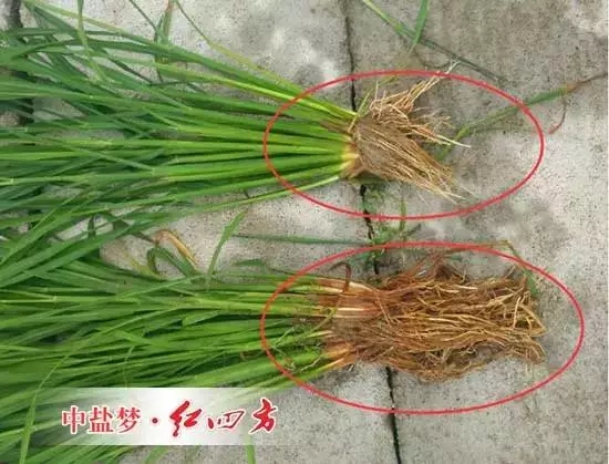 使用缓释肥与其他肥料水稻根系相比较明显发达，茎秆粗壮