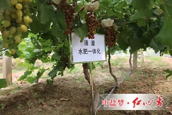 使用茄子视频破解版养地茄子视频污在线