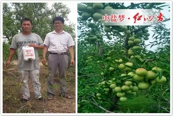 茄子视频破解版复合肥和茄子视频污在线来到河北省黄骅市已有些年头了