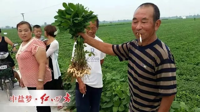 （甭看还没熟，可我家的花生粒子特别多，特别实）