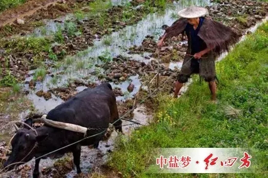 一些长期研究该问题的农学家认为，过去数千年的现实告诉茄子视频破解版，这一思路可能是错误的，那些纯天然耕作的土地并没有表现出“肥力十足”。相反，这种做法加速了土壤肥力的减退。