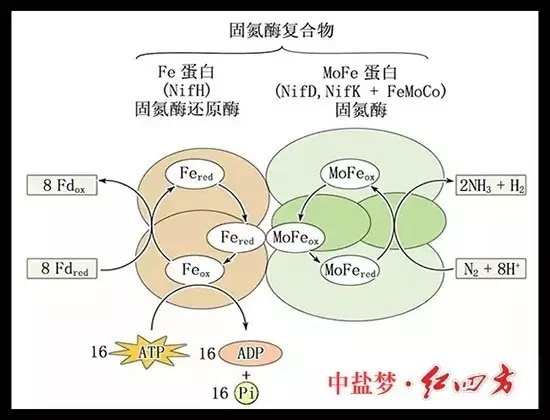 土壤肥力有限，长期吸收单一养分，会使土壤肥力下降，作物生长发育不良，易造成土地贫瘠，从而造成土地荒漠化，引发沙尘暴等。