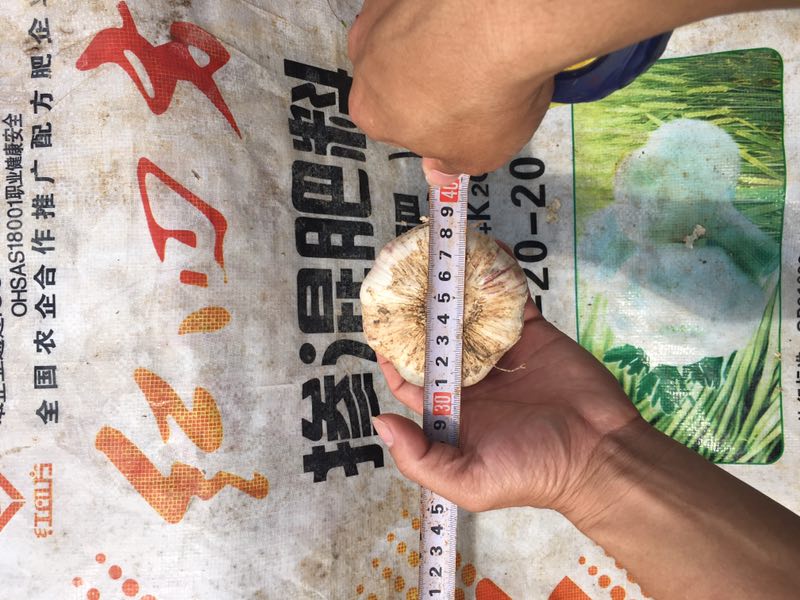 种大蒜用什么肥好？大蒜专用掺混肥52%（12-20-20）