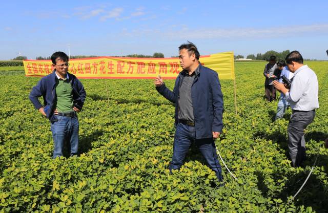 何义斌（左）与马兵在花生示范田选点测量.